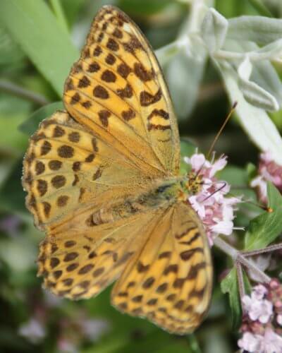 Schmetterling auf Blüte