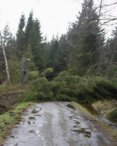 Sturmschaden