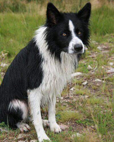 Border Glen