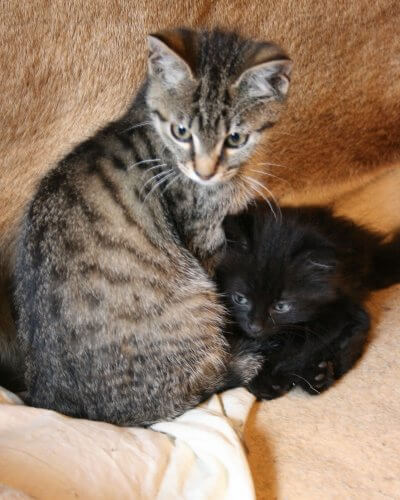 Felix+Morle