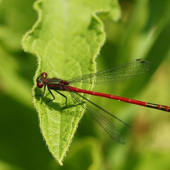 Adonislibelle