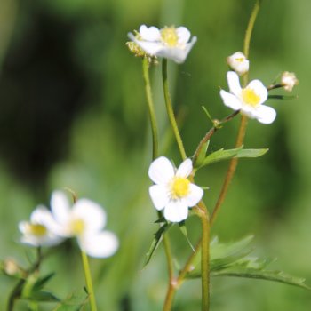 Eisenhuthahnenfuss