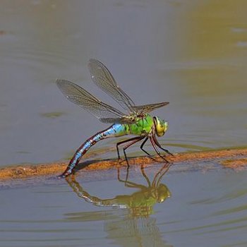 Königslibelle