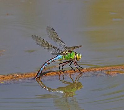 Königslibelle