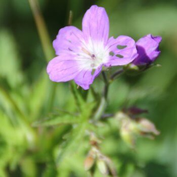Waldstorchschnabel