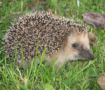 Igel